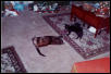 Licorice and Heidi playing