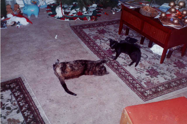 Licorice and Heidi playing