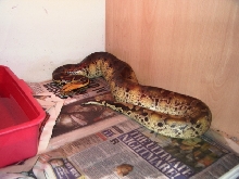 Male blood python