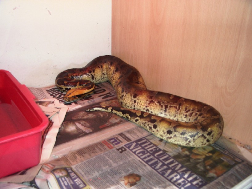 Male blood python