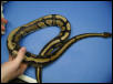 New Morph?