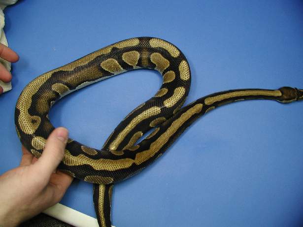 New Morph?