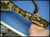 New Morph?