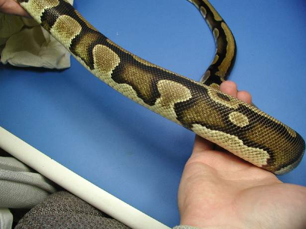 New Morph?