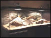 G&S habitat