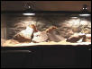 G&S habitat