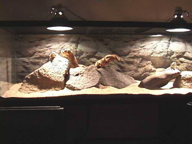 G&S habitat