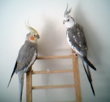 my baby birds
