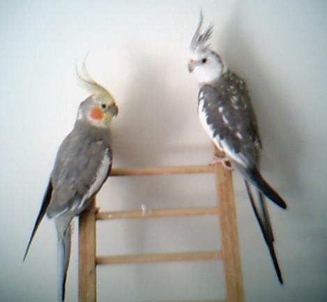 my baby birds