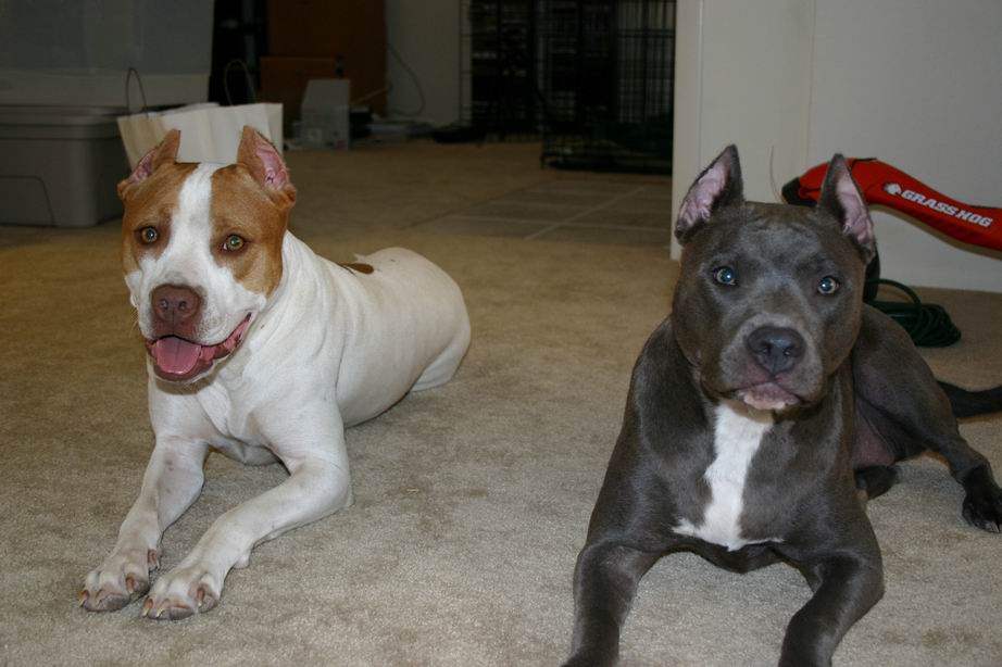 Red and Blue Pits