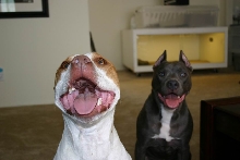 Pitbull Smile