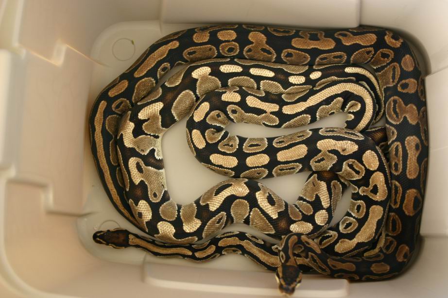 WC Balls
