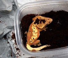 crested