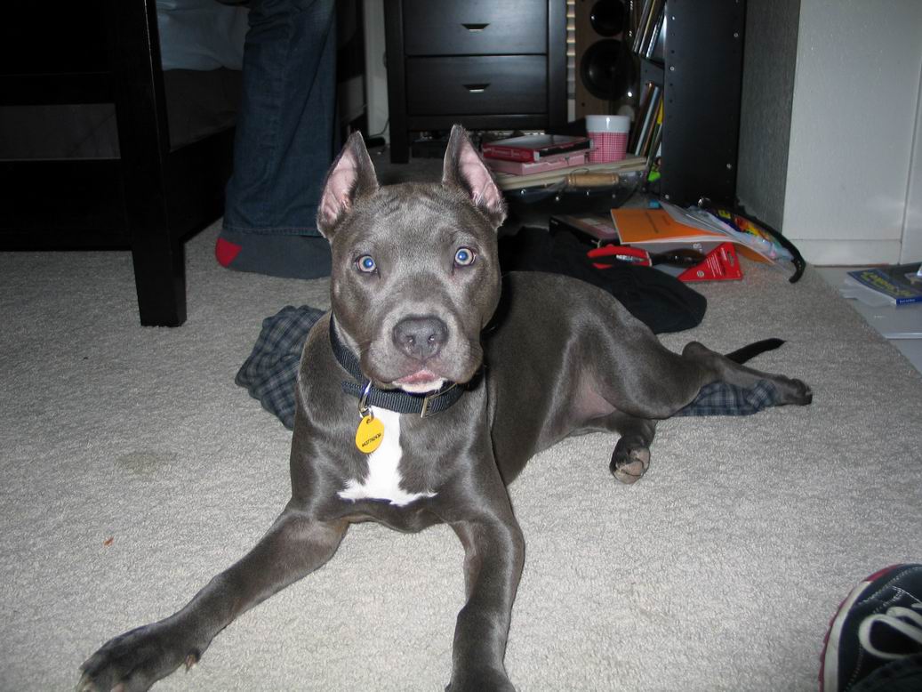 A little blue pit