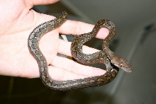 CB Super Dwarf Retic