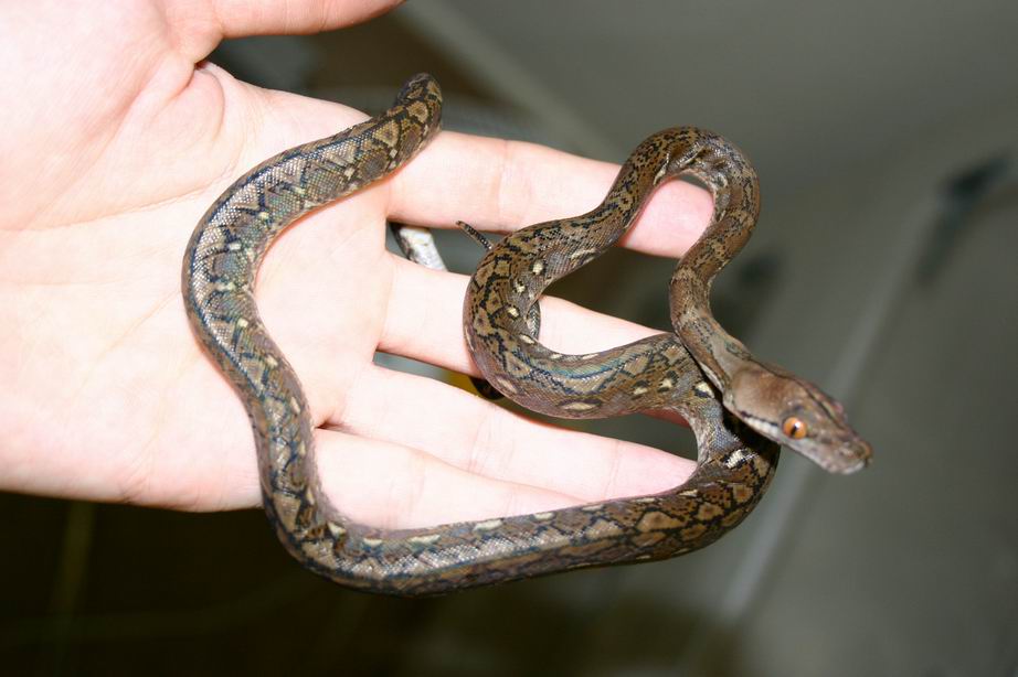 CB Super Dwarf Retic