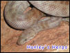 Dwarf python