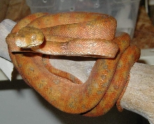 Male Amazon Tree Boa