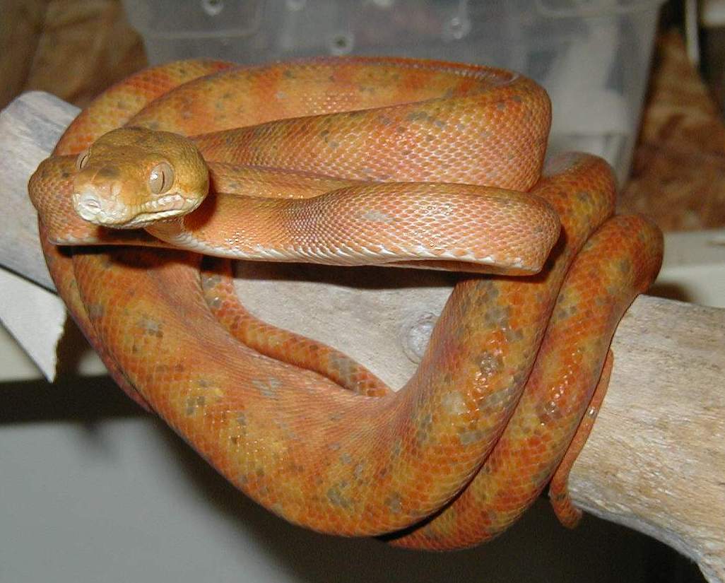 Male Amazon Tree Boa