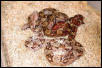 Hypo Nicaraguan Boas