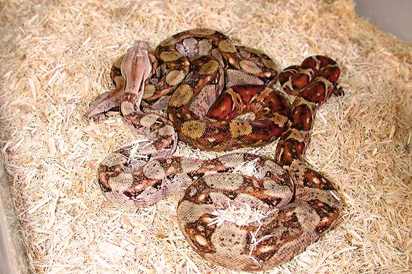 Hypo Nicaraguan Boas