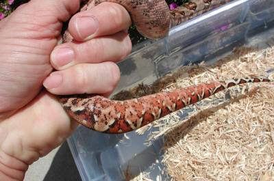 Hypo tail