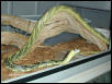 Tiger Rat Snakes