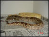Yearling DH Ghost