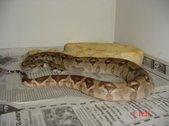 Yearling DH Ghost