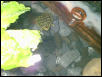 babyres3