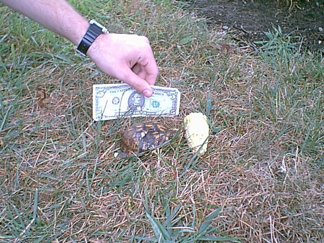 turtlepic