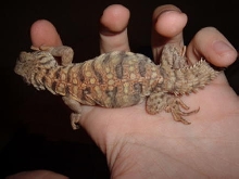 Spike