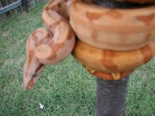 hypohoggmale1