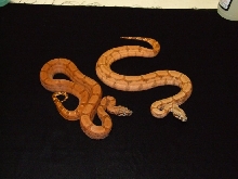 salmontine female w/ sib