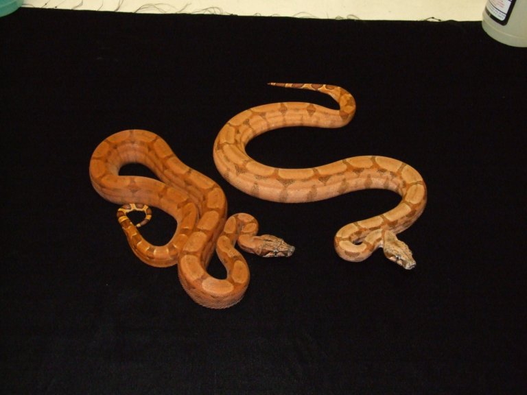 salmontine female w/ sib