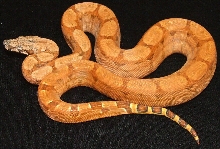 my salmontine female