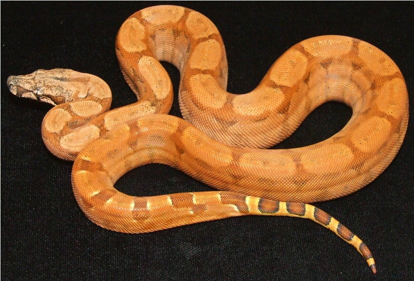 my salmontine female