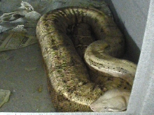 Female Hogg island possibly gravid