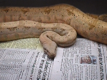Hogg island female