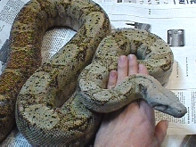 Pure hogg adult female