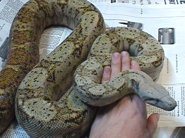 Pure hogg adult female