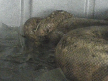 Hogg islands breeding