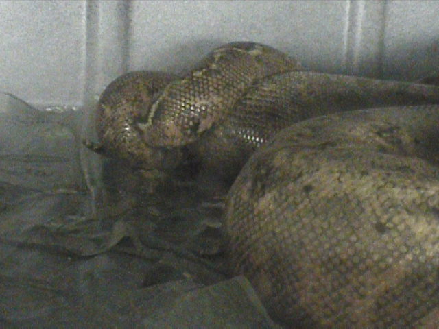 Hogg islands breeding