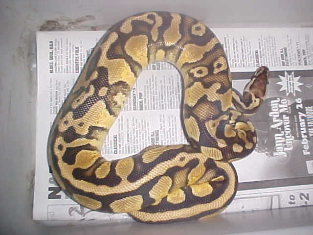 Really crazy 06 pastel