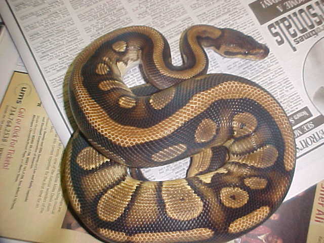 07 African male