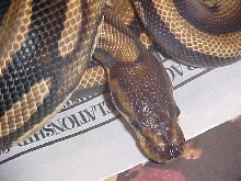 07 African male pic 2