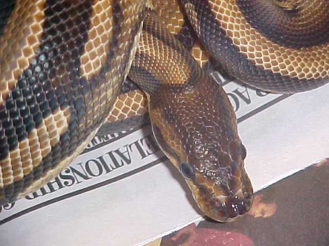 07 African male pic 2