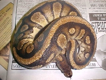 07 African male pic 3
