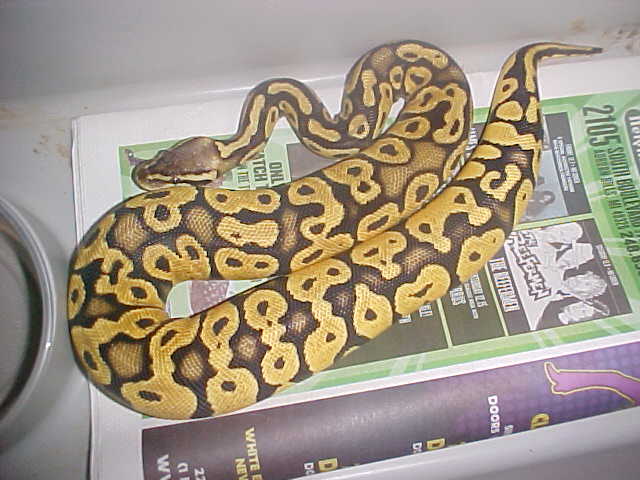 07 HOT female pastel
