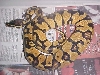 07 Tiger Pastel